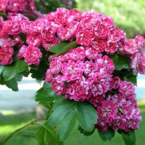 Kezdőoldal Kétbibés galagonya ‘Paul’s Scarlet’ (Crataegus laevigata ‘Paul’s Scarlet’)