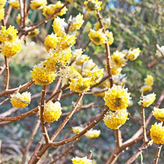 edgeworthia-chrysantha-1131908756_x560.progressive.jpg Hungaroplant.hu