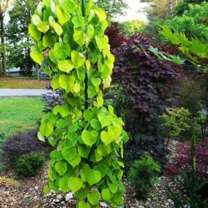 Arany csüngő júdásfa (cercis canadensis ‘golden falls’)