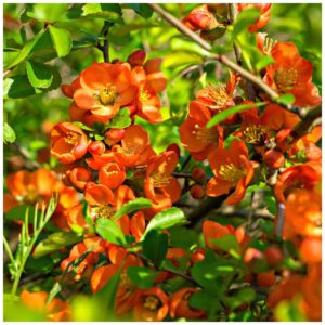 Díszbirs ‘Orange Trail’ (Chaenomeles superba ‘Orange Trail’)