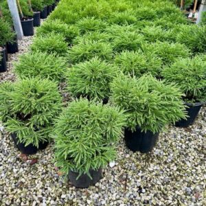 Japán ciprus ‘Little Champion’ (Cryptomeria japonica ‘Little Champion’)