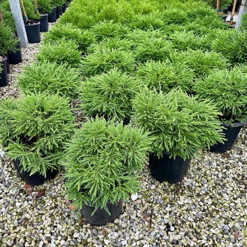 Japán ciprus ‘Little Champion’ (Cryptomeria japonica ‘Little Champion’)