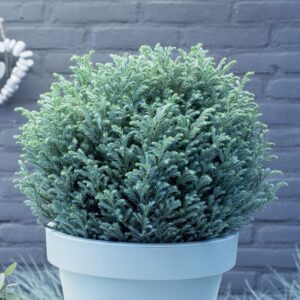 Szavára hamisciprus (Chamaecyparis pisifera ‘Blue Moon’)