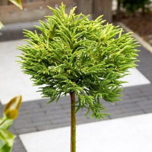 Törzses japán ciprus ‘Little Champion’ (Cryptomeria japonica ‘Little Champion’)