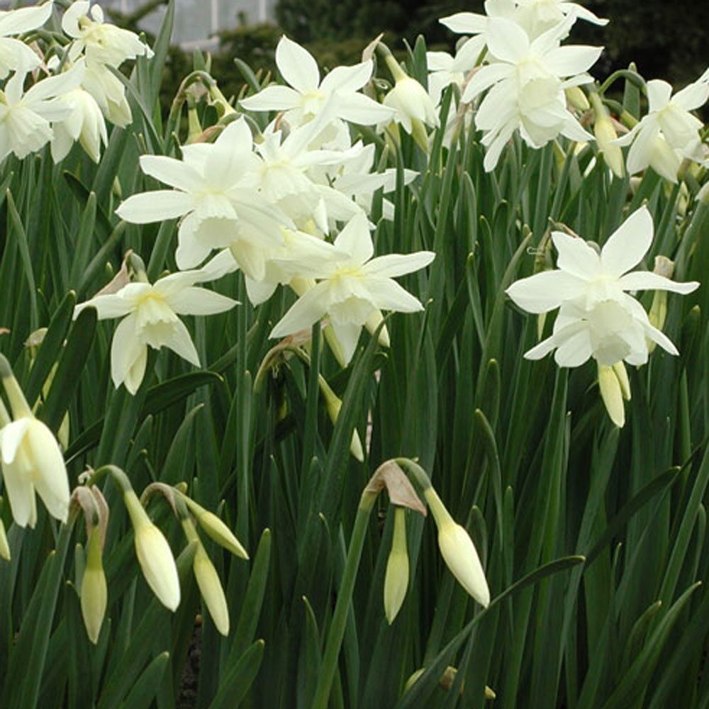Angyalnárcisz (Narcissus triandrus ‘Thalia’)