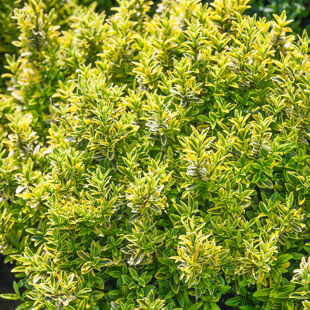 Euonymus Microphyllus Aureovariegatus