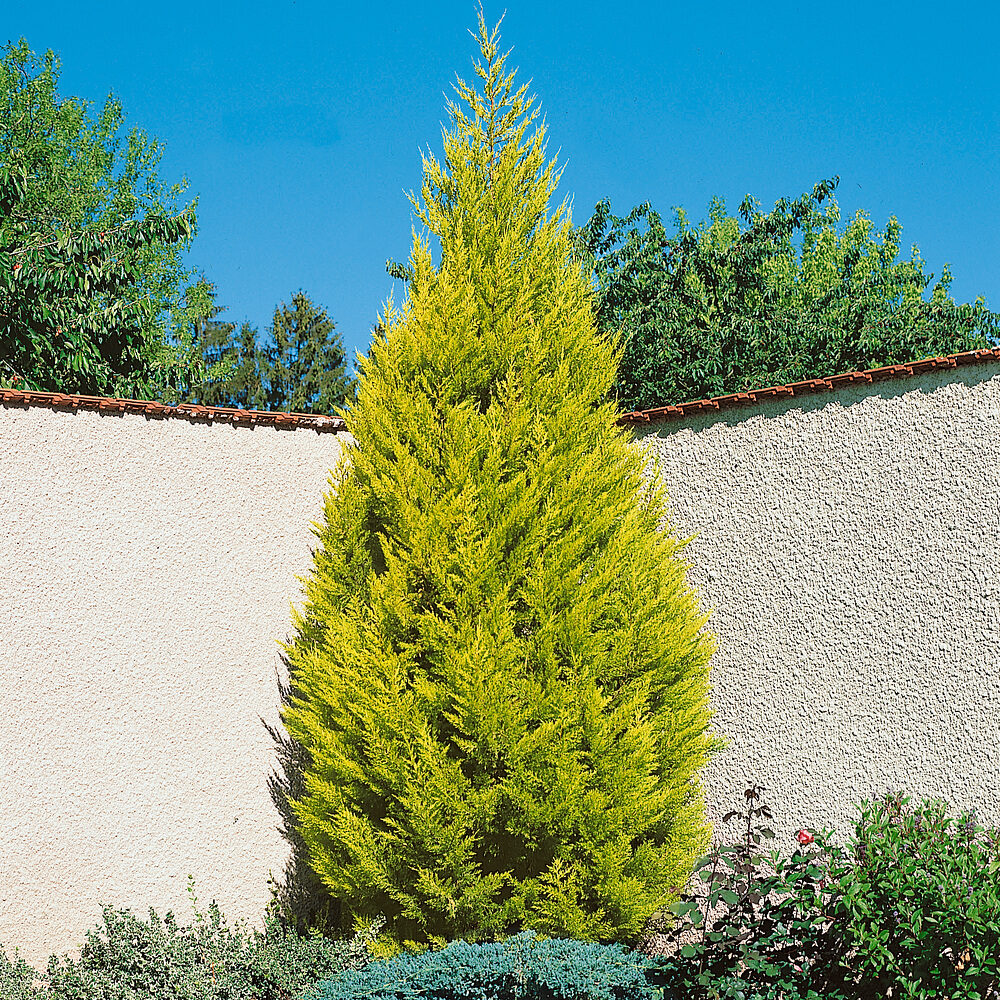 Cupressus Goldcrest