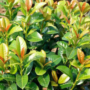 Babérmeggy (Prunus laurocerasus 'Antonius')