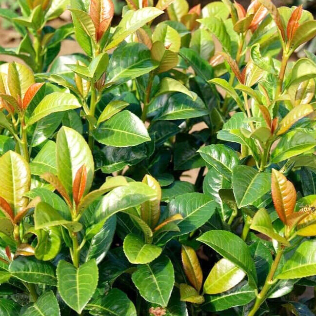 Babérmeggy (Prunus laurocerasus 'Antonius')