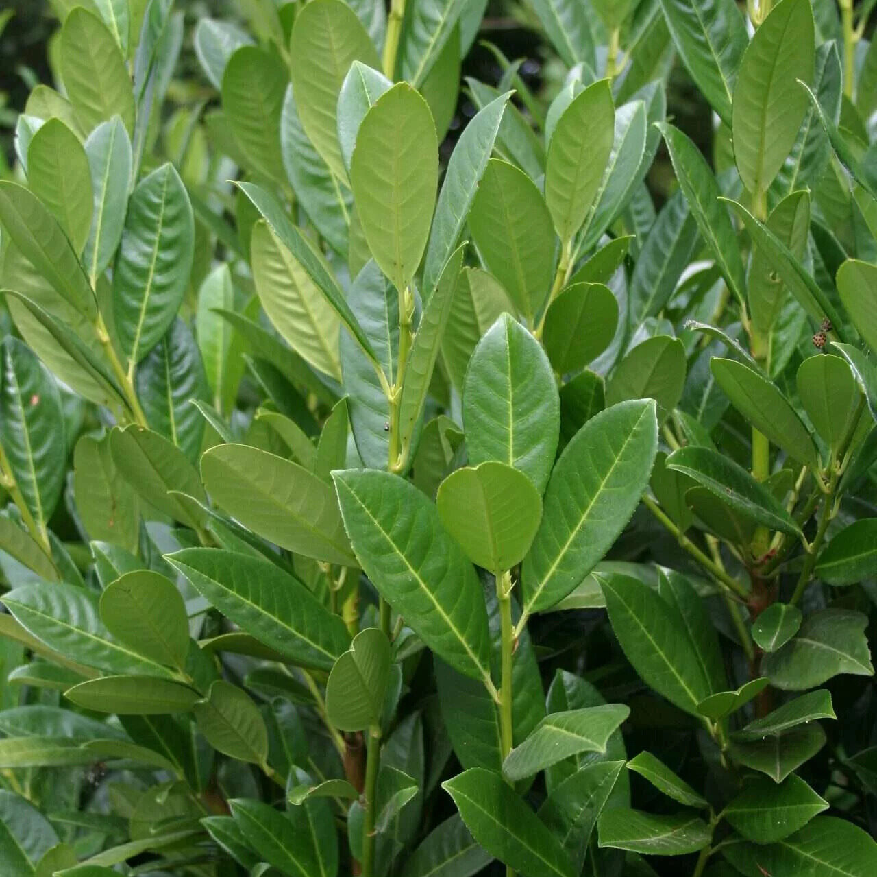 Babérmeggy (Prunus laurocerasus 'Fontanette')