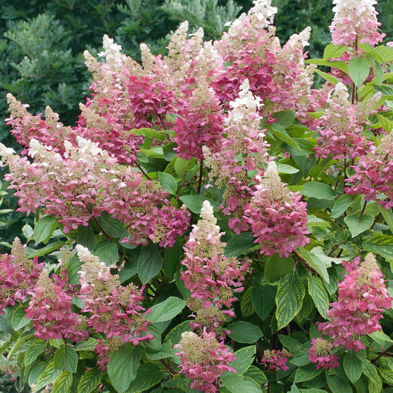 Bugás hortenzia (Hydrangea paniculata 'Magical Candle')