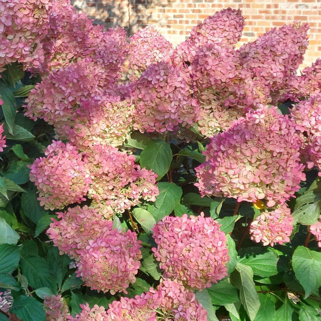 Bugás hortenzia (Hydrangea paniculata 'Magical Summer')