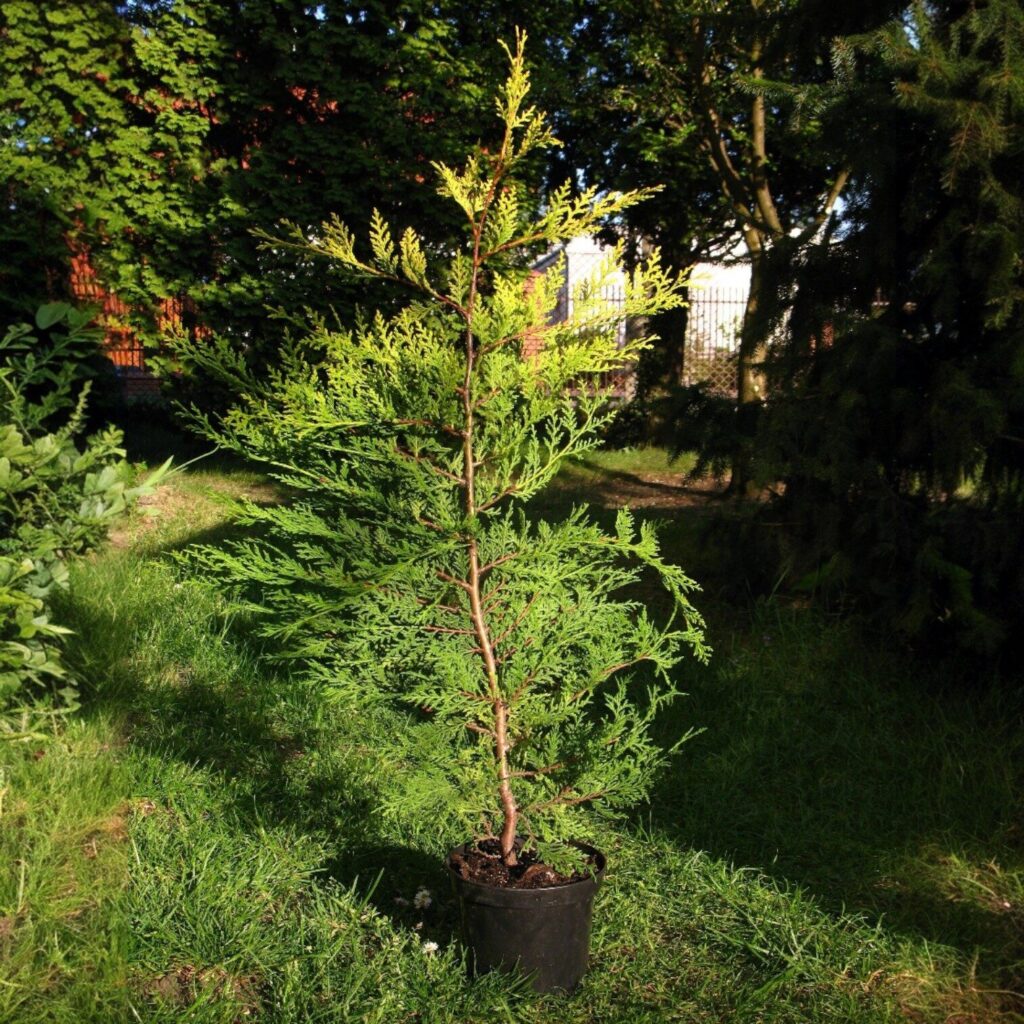 Arany leylandi ciprus (Cupressocyparis leylandii ‘Castlewellan Gold’)