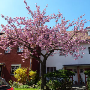 Díszcseresznye (PRUNUS 'ACCOLADE')