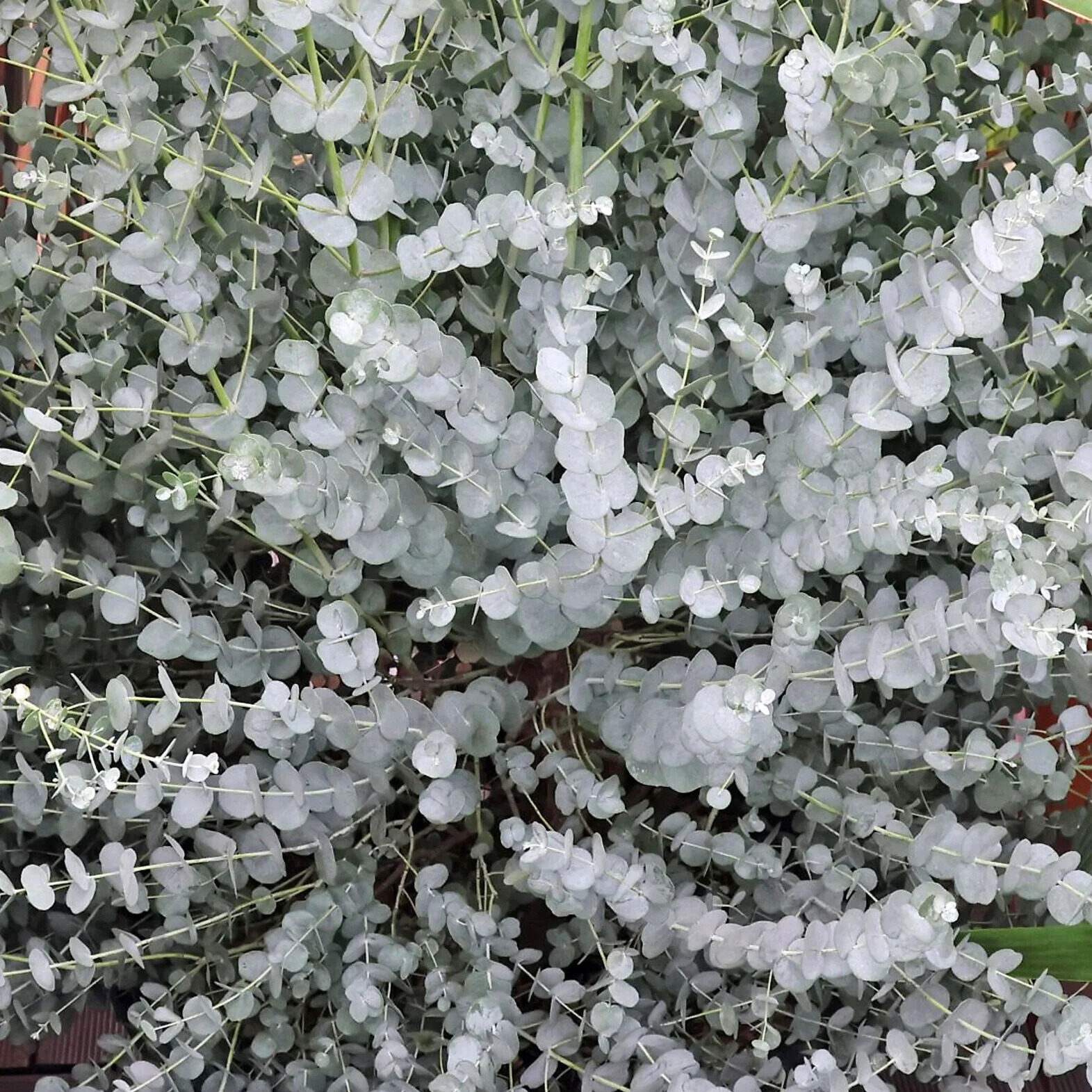 Eukaliptusz (Eucalyptus gunnii ‘Azura’)