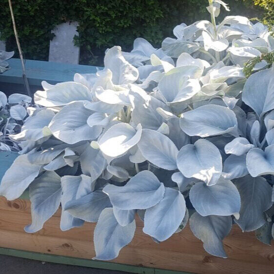 Fehér aggófű (Senecio ‘Angel Wings’)