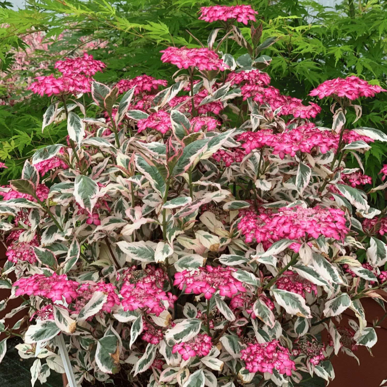 Fűrészeslevelű hortenzia (HYDRANGEA SERRATA 'EUPHORIA')
