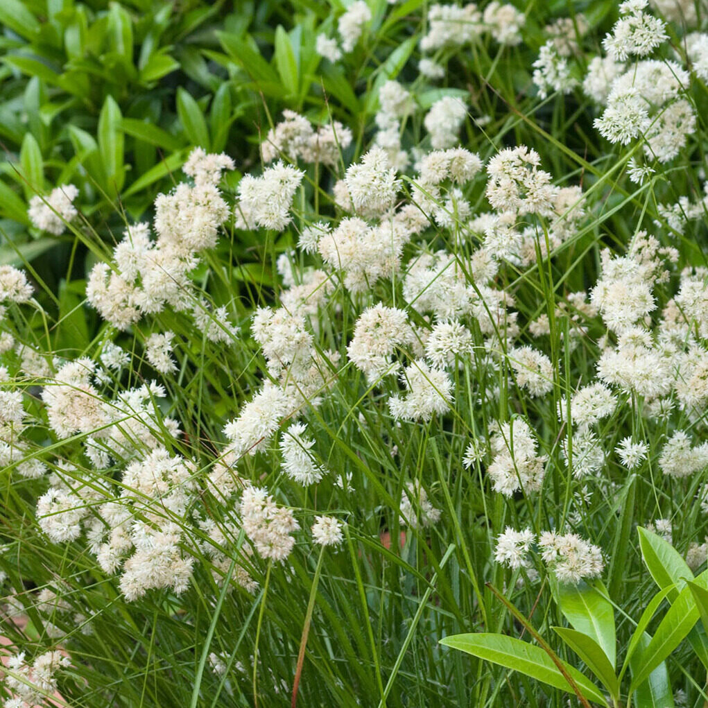 Havasi perjeszittyó (Luzula nivea)