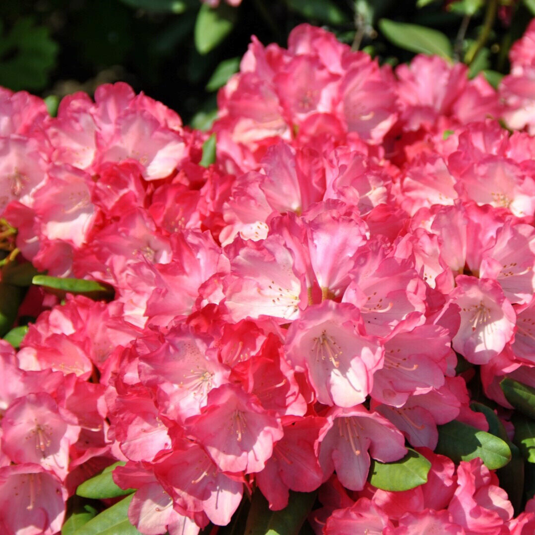 Havasszépe (Rhododendron 'Fantastica') (pink)