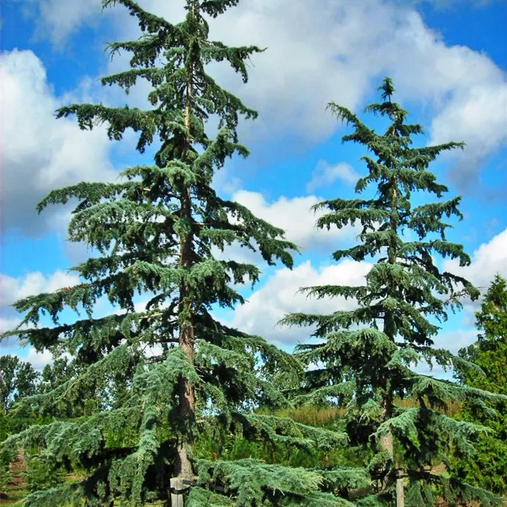 Himalájai cédrus (Cedrus deodara)