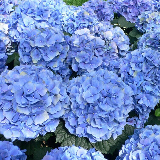Hydrangea macrophylla 'Adria'