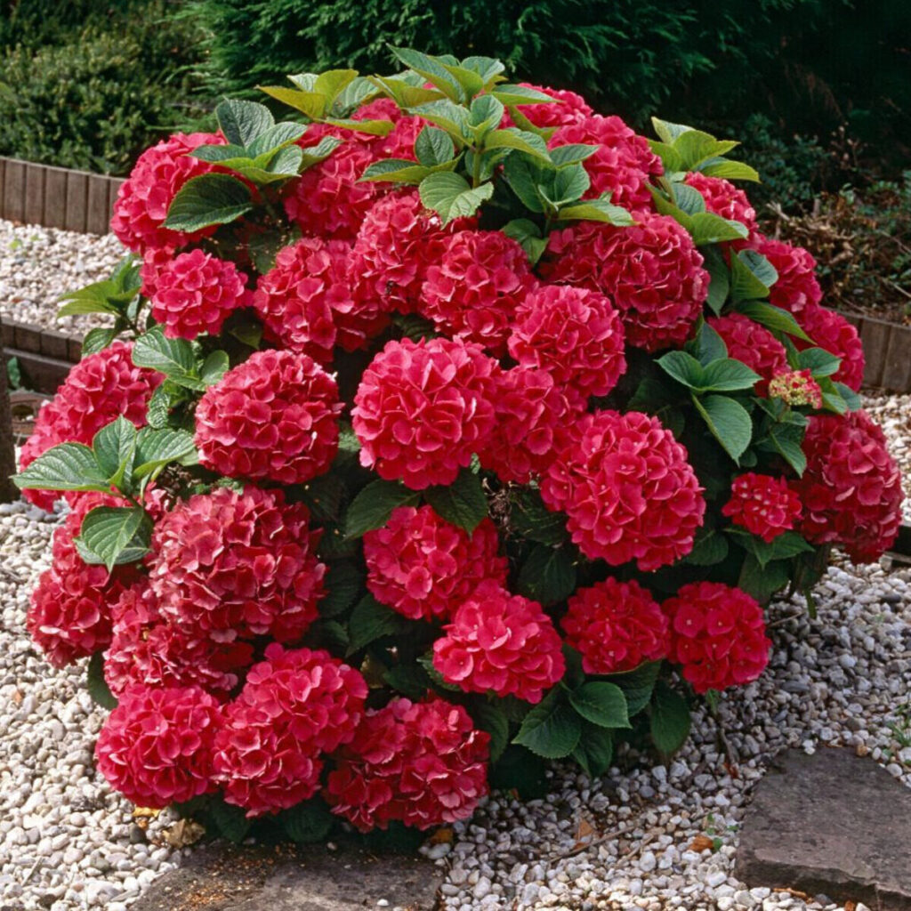 Kerti hortenzia (Hydrangea macrophylla 'Red Baron')