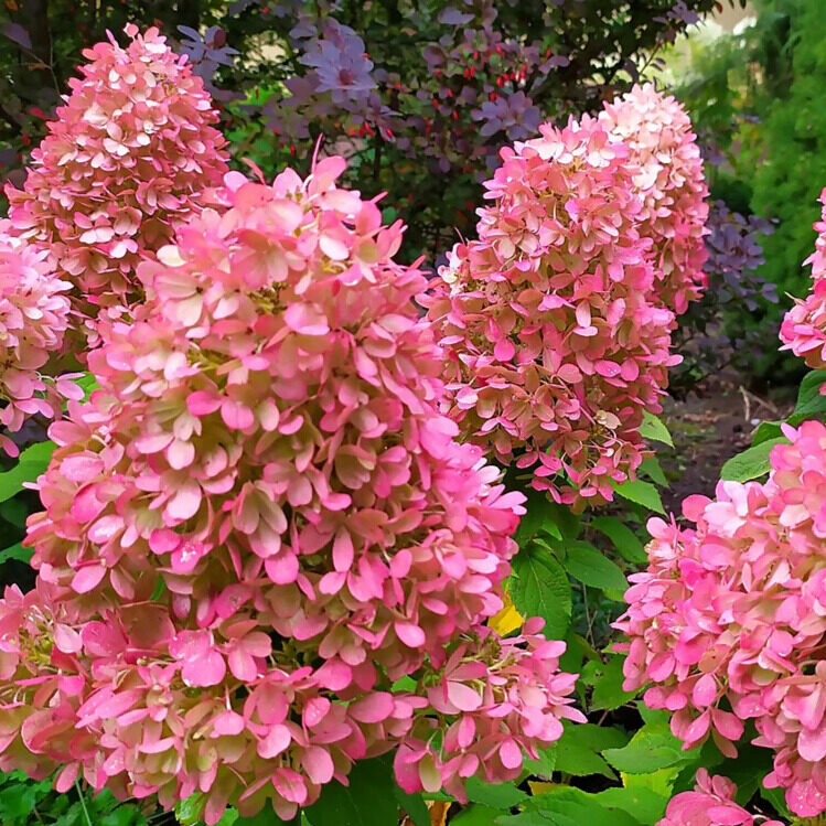 Hydrangea paniculata 'Mojito'