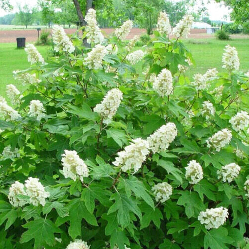 Hydrangea quercifolia ‘Alice’
