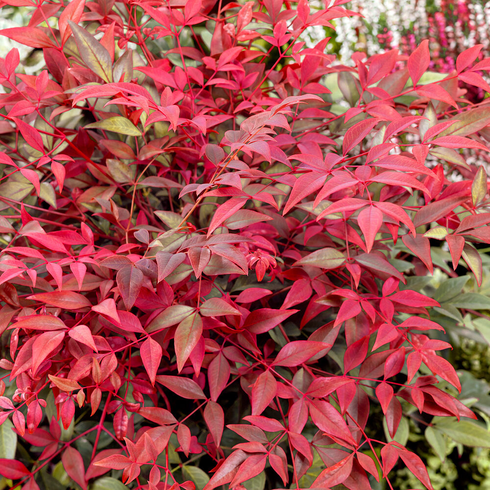Nandina Gulf Stream
