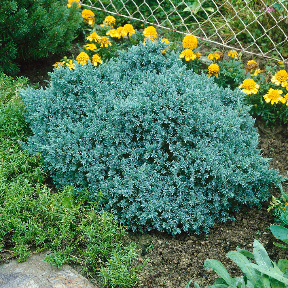 Juniperus Blue Star