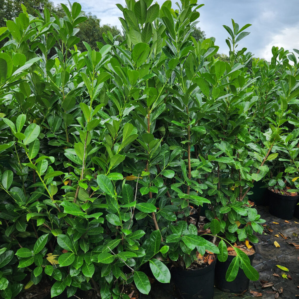 Babérmeggy (Prunus laurocerasus ‘Rotundifolia’)