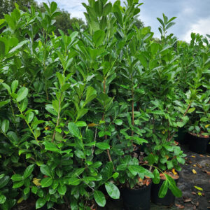 Babérmeggy (Prunus laurocerasus 'Rotundifolia')