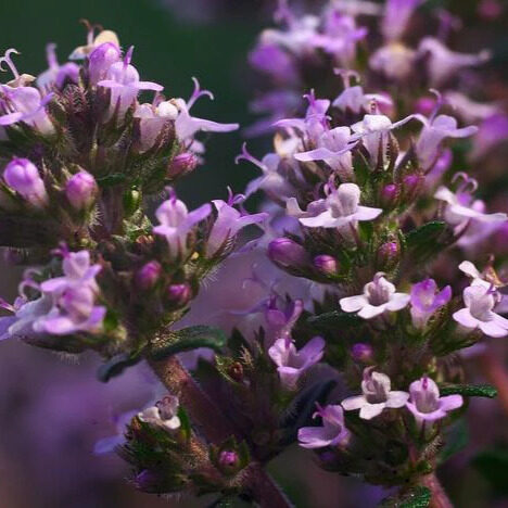 Kerti kakukkfű (Thymus vulgaris)