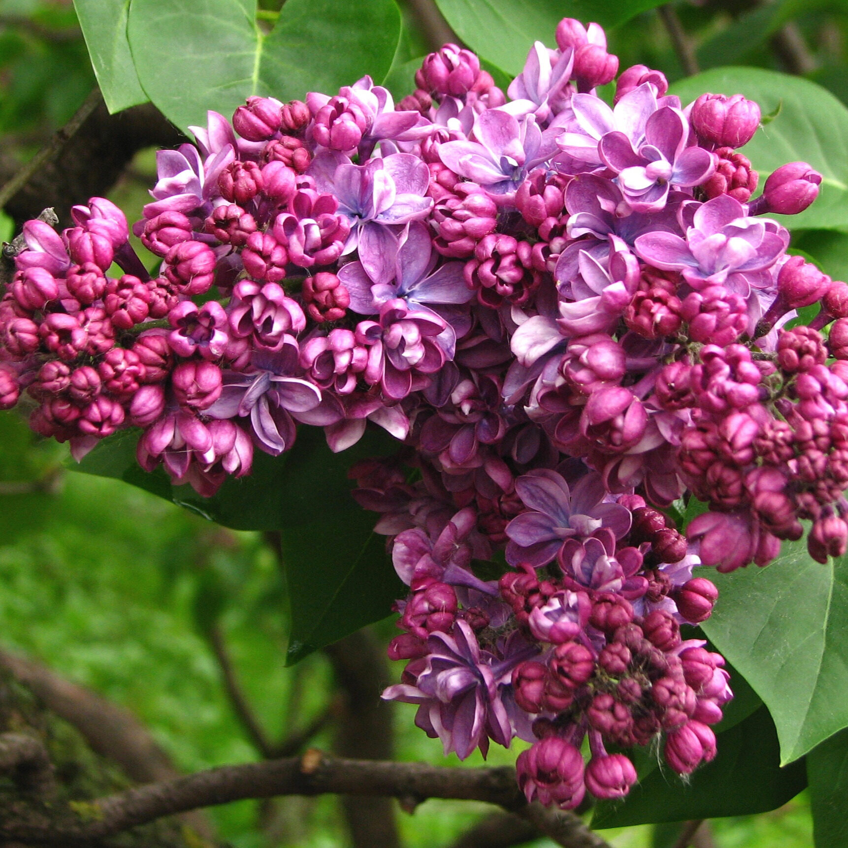 Kerti orgona (Syringa vulgaris 'Violetta')