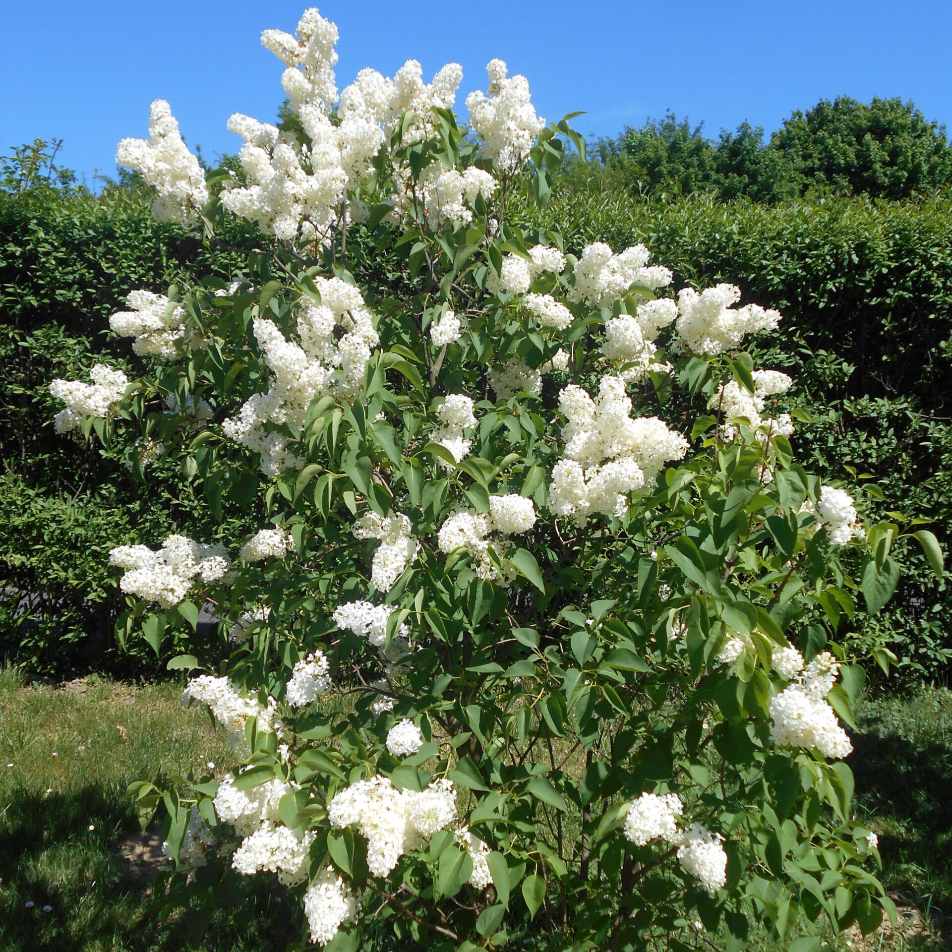 Kerti orgona (Syringa vulgaris ‘Primrose’)