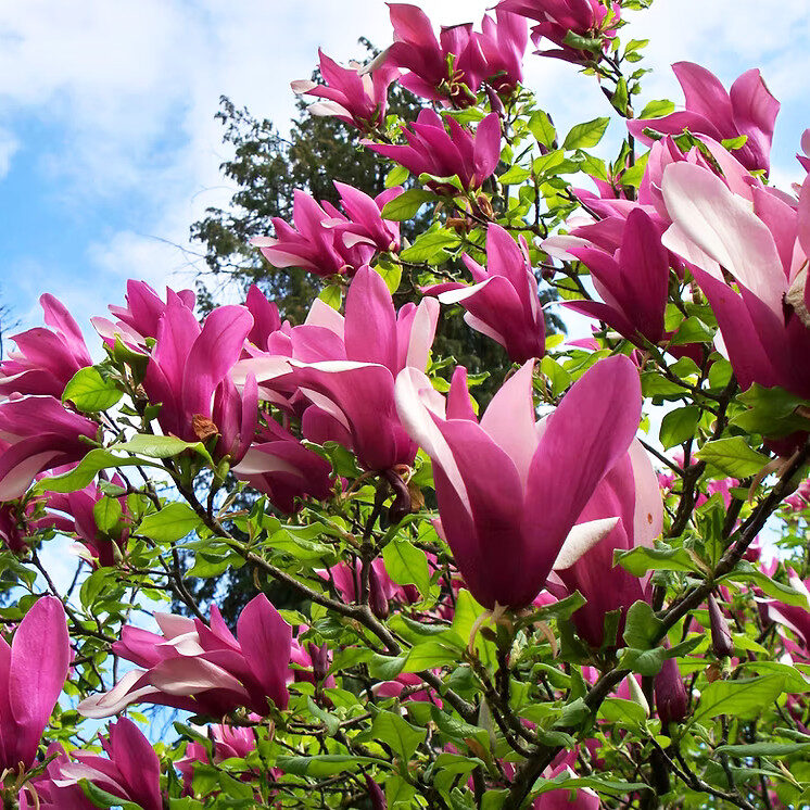 Magnolia 'Susan'