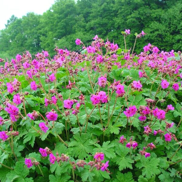 Nagy gyöngyvirág (GERANIUM MACRORRHIZUM)