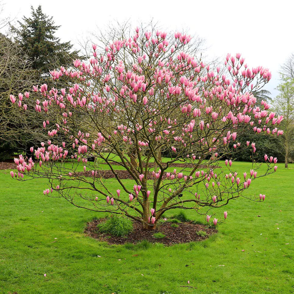 Nagyvirágú liliomfa (Magnolia 'Heaven Scent')