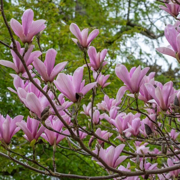 Nagyvirágú liliomfa (Magnolia 'Heaven Scent')1