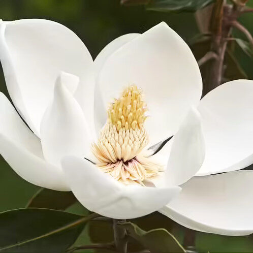 Örökzöld liliomfa (Magnolia grandiflora 'Alta')