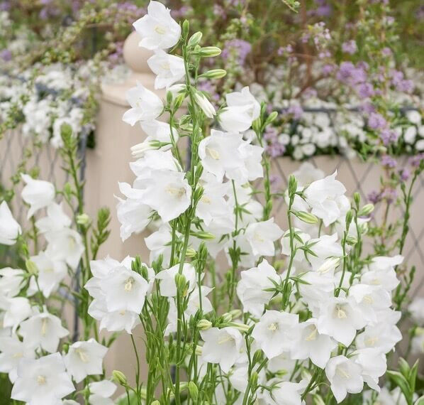 Őszibaracklevelű harangvirág (Campanula persicifolia 'Takion White')