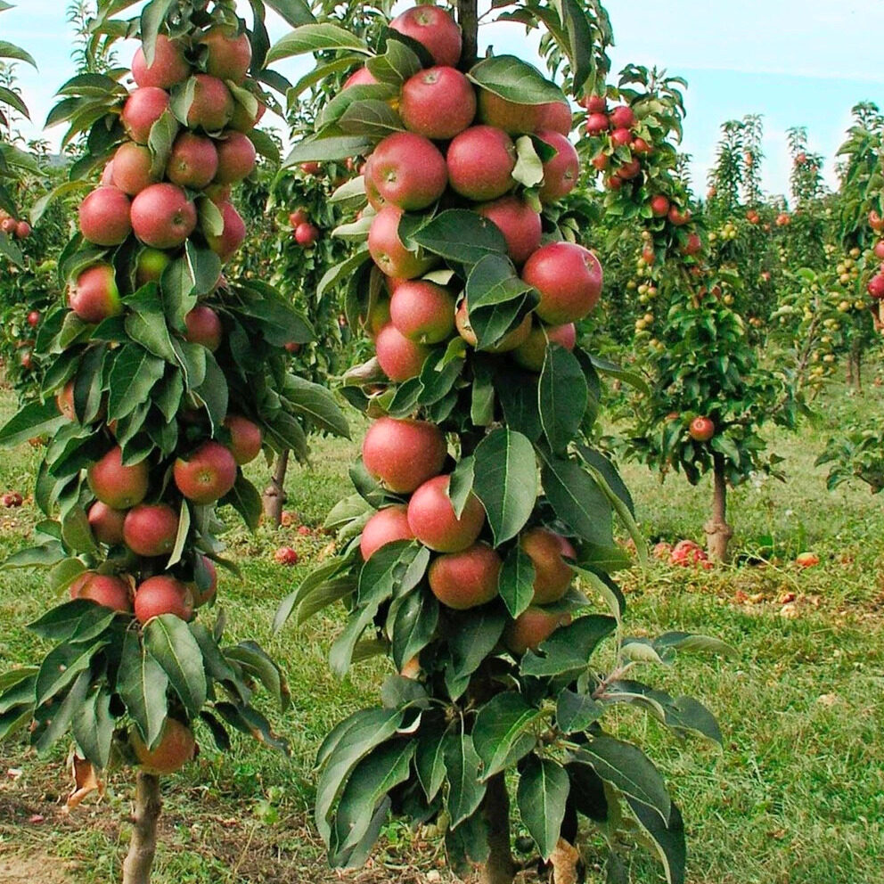 Oszlopos alma (Malus domestica 'Rondo')