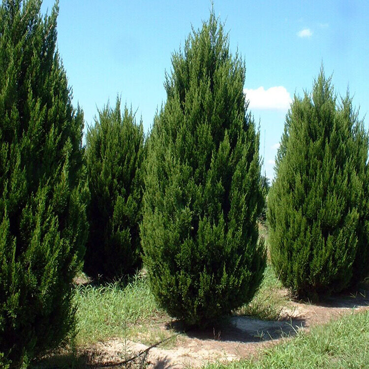 Oszlopos boróka (Juniperus virginiana 'Spartan')
