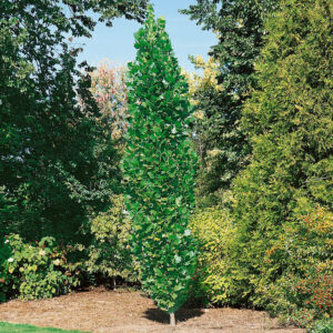 Tulipánfa (Liriodendron tulipifera ‘Fastigiatum’)