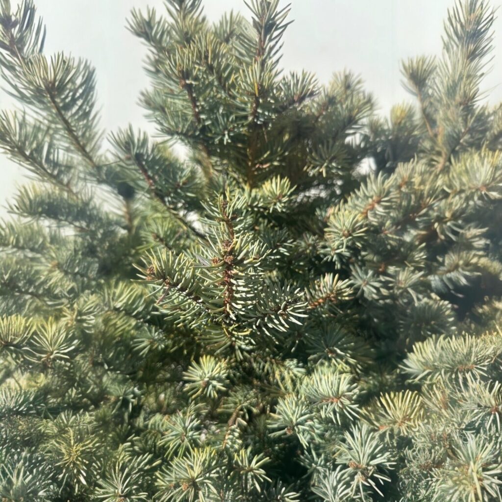 Kék lucfenyő (Picea pungens ‘Glauca Marci’)