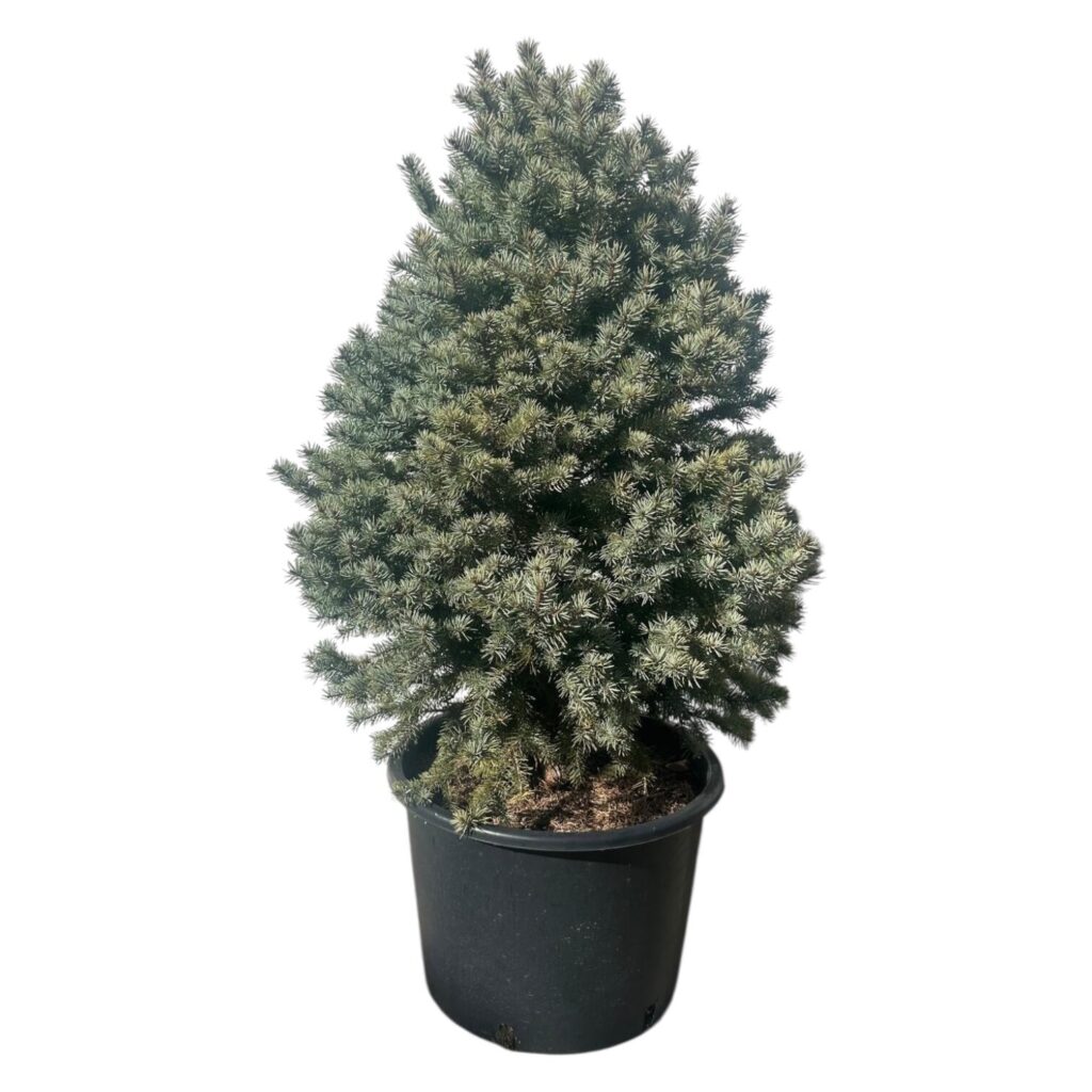 Kék lucfenyő (Picea pungens ‘Glauca Marci’)