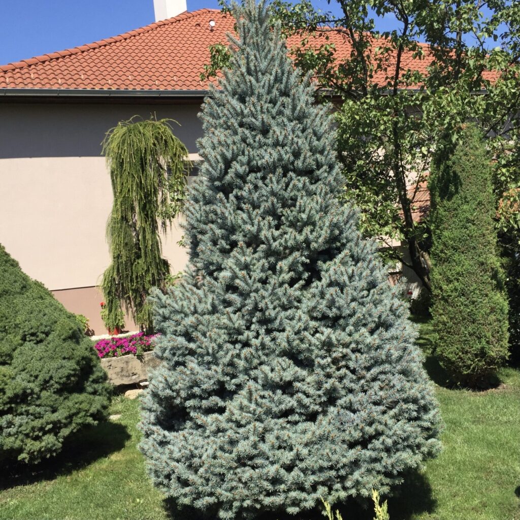 Kék lucfenyő (Picea pungens ‘Glauca Marci’)