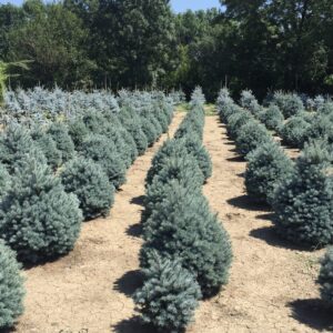Kék lucfenyő (Picea pungens ‘Glauca Marci’)