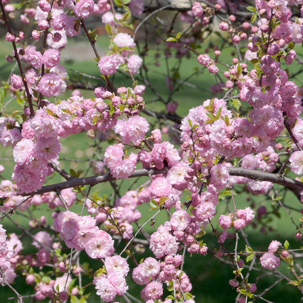 Prunus triloba