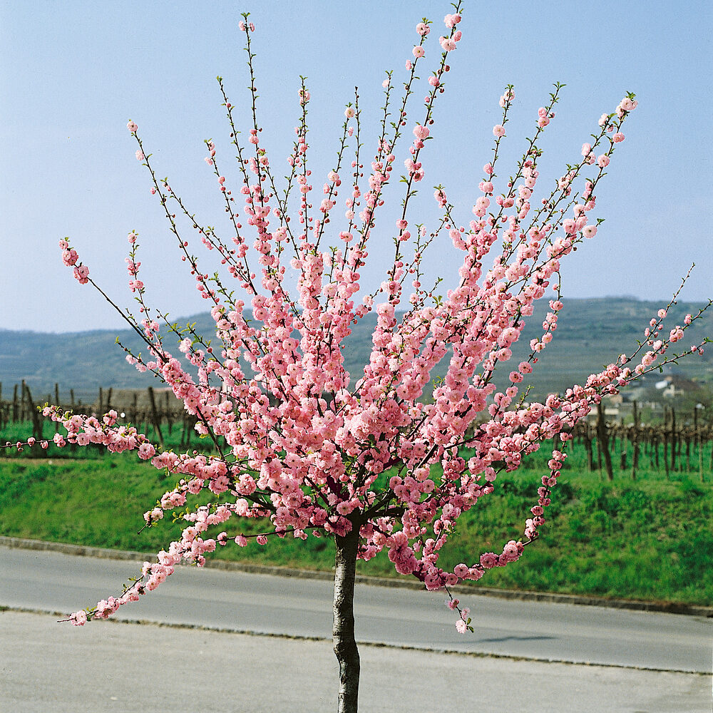 Prunus triloba